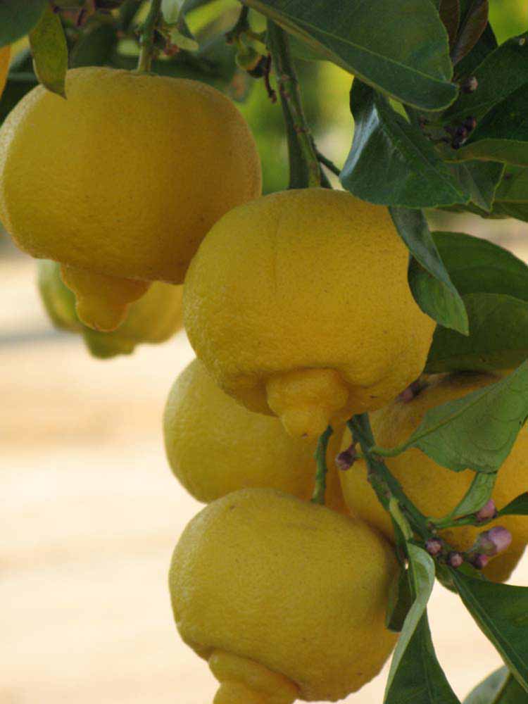            Fruit (Riverside, CA)   